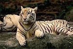 White Indian Tigers in Singapore Zoological Gardens Singapore