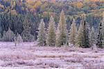 Frost on Trees in Autumn Costello Creek Algonquin Provincial Park Ontario, Canada
