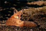 Red Fox Lying on Grass Algonquin Provincial Park Ontario, Canada