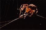 Gros plan d'araignée manger des proies