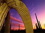 Saguaro Cactus au crépuscule Saguaro National Park, Arizona, USA