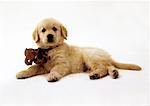 Portrait of Golden Retriever Puppy with Bow Around Neck