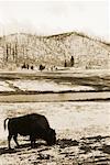 Buffalo in Field in Winter Yellowstone National Park Wyoming, USA