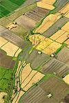 Aerial View of Rice Fields Ubud, Bali, Indonesia