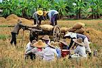Villageois collecte de riz à la récolte, Chiang Rai, Thaïlande