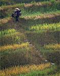 Rückansicht des Farmer Wandern im terrassenförmig angelegten Reis Paddy Longsheng, Region Guangxi, China