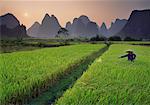 Agriculteur rizière près de Yangshuo, Chine Guangxi région de pulvérisation