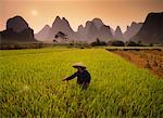 Landwirt Sprühen Reisfeld in der Nähe von Yangshuo, Guangxi Region China