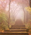 Escalier et le feuillage en brouillard Huangshan montagnes de la Province d'Anhui, Chine