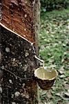 Rubber Tree Tapped for Sap Collection Malaysia