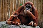 Orang-outans au jardin zoologique de Singapour Singapour