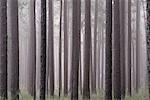 Arbres de la forêt de pins de la Géorgie