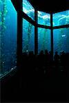 Vue arrière du regarder les poissons au Monterey Bay Aquarium Monterey, California, USA