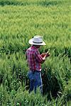 Back View of Farmer Inspecting Wheat Crop