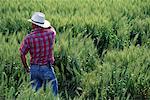 Back View of Farmer Standing in Wheat Field