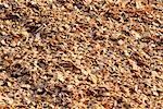 Close-Up of Wood Chips for Pulp and Paper Manufacturing