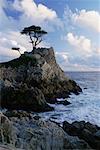 Cyprus Tree on Cliff and Shoreline Monterey, California, USA