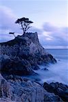 Cyprès sur la falaise et sur les rives au crépuscule Monterey, California, USA