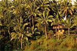 House and Palm Trees, Near Campunah, Ubud, Bali, Indonesia