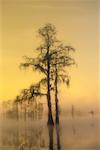 Trees in Lake Lafayette, Tallahassee, Florida, USA