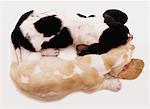 Overhead View of Two Basset Hound Puppies Sleeping