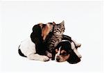 Two Basset Hound Puppies with Kitten
