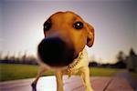 Portrait de Jack Russell Terrier en plein air