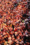 Crowd of Runners in Vancouver Marathon British Columbia, Canada