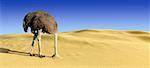 Ostrich with Head in Sand in Desert