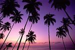 Palmiers au crépuscule Port Blair, îles Andaman Cove de Corby Inde