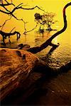 Mangrove Trees and Water at Sunrise Havelock Island, Andaman Islands India