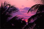 Silhouette de palmiers au Sunrise Port Blair, Corby Cove Andaman Islands, Inde