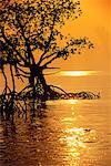 Silhouette of Mangrove Trees in Water at Sunrise Havelock Islands, Andaman Islands India