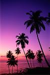 Silhouette de palmiers au crépuscule Port Blair, îles Andaman Cove de Corby Inde