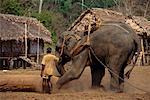 Mann Training Elefanten im Elephant Training Camp Madhuban, Andamanen, Indien