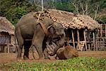 Mann Training Elefanten im Elephant Training Camp Madhuban, Andamanen, Indien