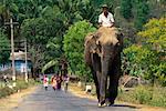 Mann Reiten Elefanten auf Road Andamanen, Indien