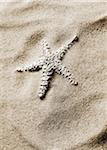 Starfish in Sand