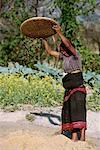 Woman Harvesting Rice Kathmandu Valley, Nepal
