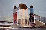 Deux femmes récolte de riz vallée de Kathmandu, Népal