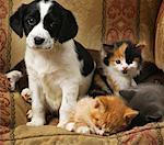 Portrait of Puppy and Kittens