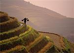 Farmer Walking on Terraced Rice Field, Longsheng Guangxi Region, China