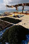 Seaweed Cultivation Nusa Lembongan, Bali, Indonesia