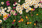Ox-eye Daisies, California Poppies and Pink Lynchis