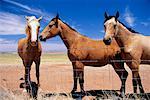 Chevaux dans un champ en Utah, USA