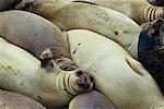 Northern Elephant Seals