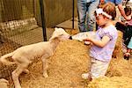 Child Feeding Lamb From Bottle Lilydale Agricultural Show Australia