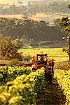 Harvest Coldstream Hills Winery Yarra Valley, Australia