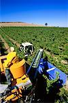 Récolte vignoble Yarra Valley, Australie de Guill de Pury