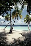 Beach, Maldive Islands